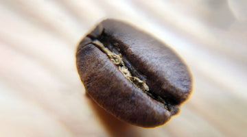 The Biography of the Specialty Coffee Bean