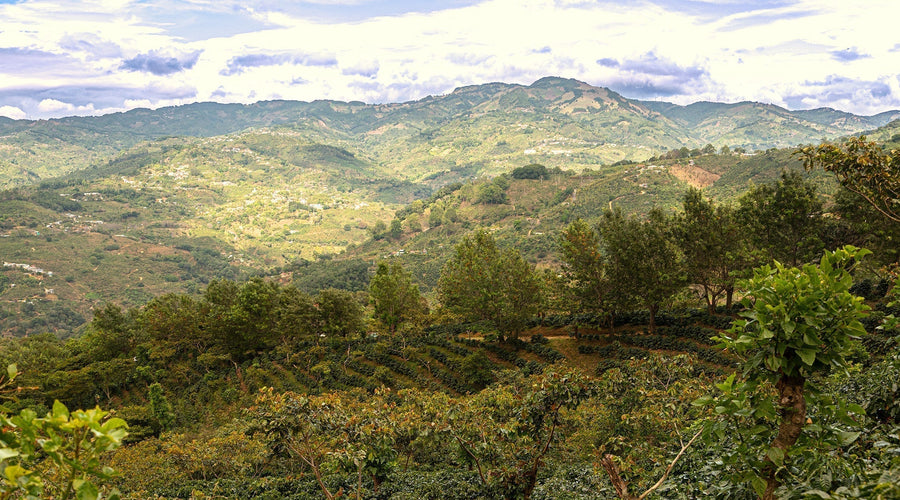 A Journey to Costa Rica: Reconnecting with Roots at La Minita Farm