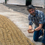 Man inspecting roasted coffee beans outdoors