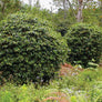 Sumatra Mutu Batak