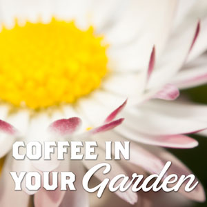 Coffee in your garden Featured image
