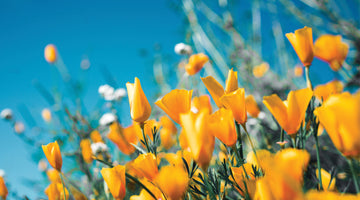 Spring Wholesale Newsletter