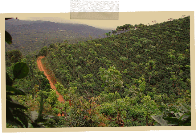 On the Road: Costa Rica Part One - La Minita Estate