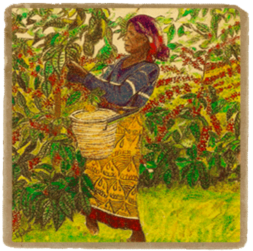 Coffee Story: Tanzania PB Kilimanjaro Mlama Estate