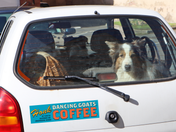 Dog looking out of a car window with a 'Honk if you'd rather be drinking Dancing Goats Coffee' sticker on the back.