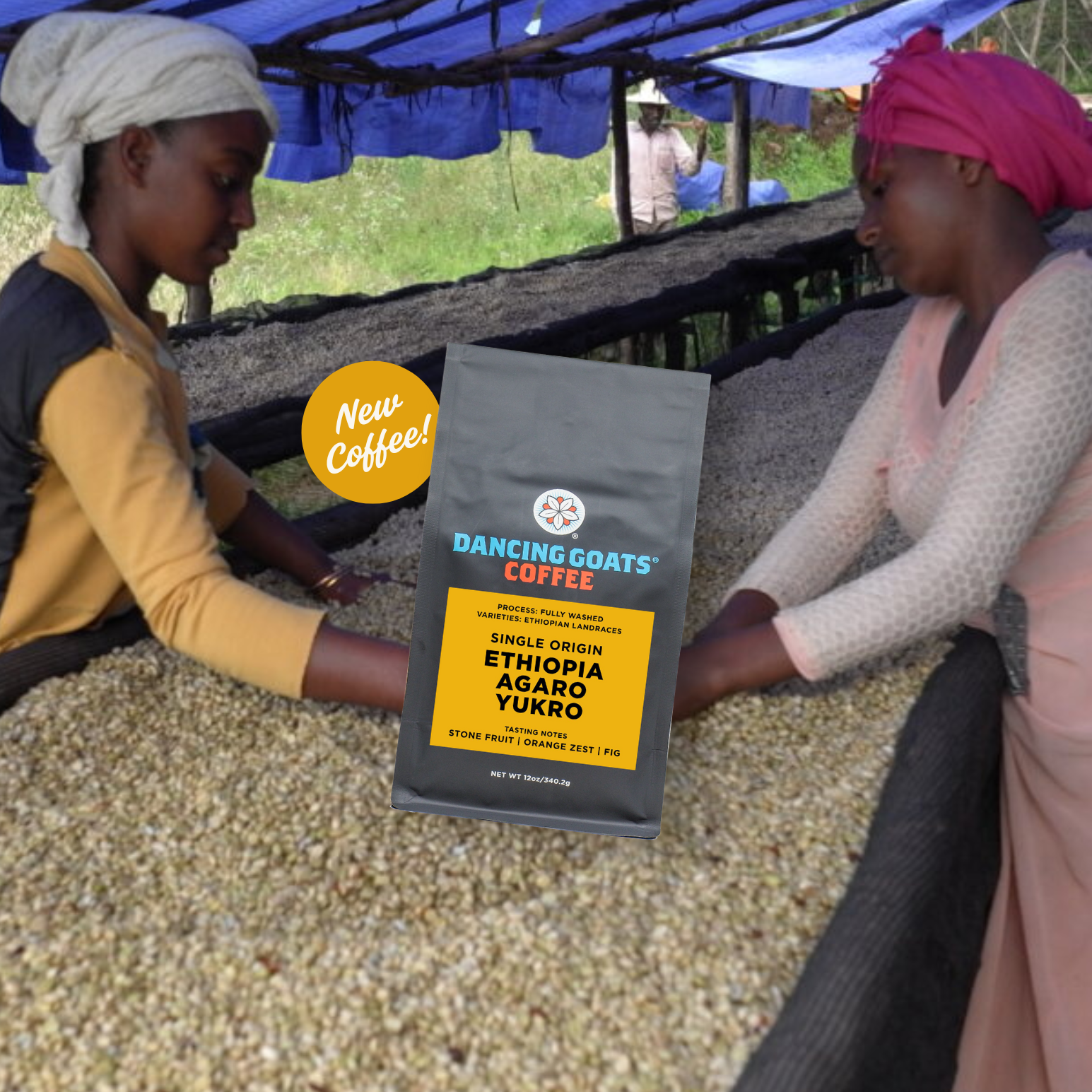 Two people working with coffee beans under a blue tarp, with a 'Dancing Goats Coffee' package overlayed.