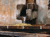 image of coffee cherries being washed
