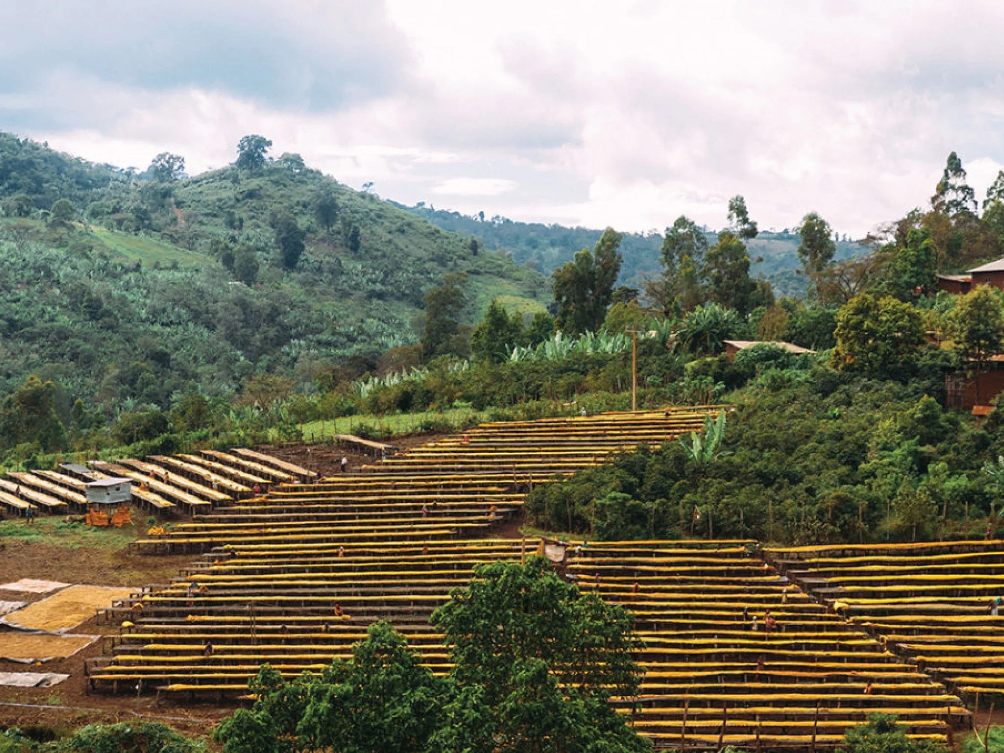 Hillside with rows of wooden planks and greenery under a cloudy sky