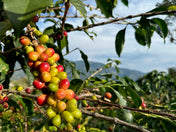 Coffee cherries on a branch with a scenic background