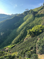 Hilly landscape with green tea plantations under a clear blue sky.