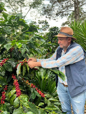 Man inspecting coffee cherries on a coffee plant in a lush green environment