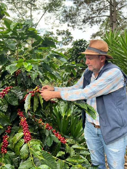 Man inspecting coffee cherries on a coffee plant in a lush green environment