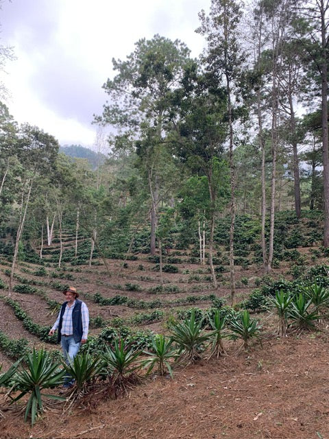 Person standing in a forested area with coffee plants