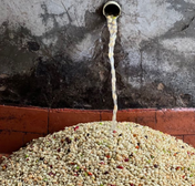 Liquid being poured from a pipe into a pile of coffee cherries against a textured wall.