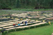 People sorting coffee beans in a field