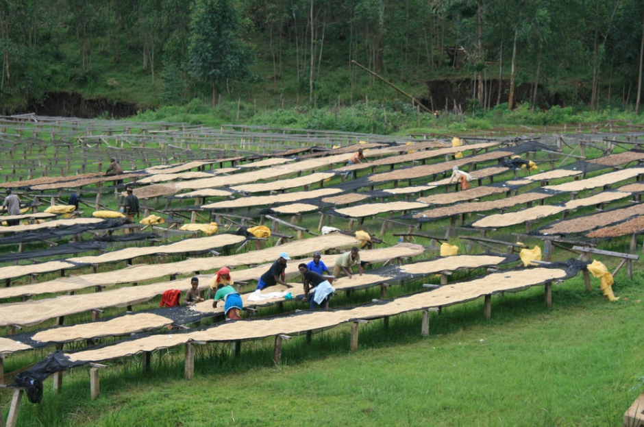 People sorting coffee beans in a field