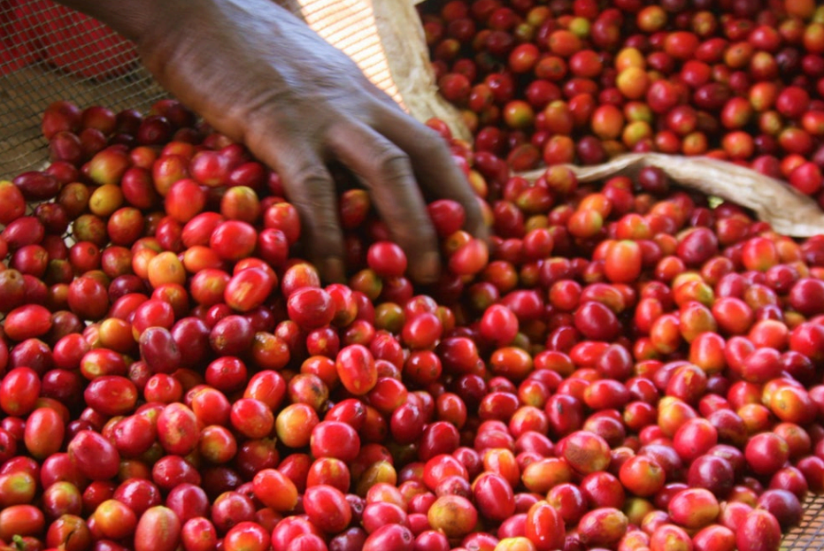 Hand sorting through a large pile of red coffee cherries.