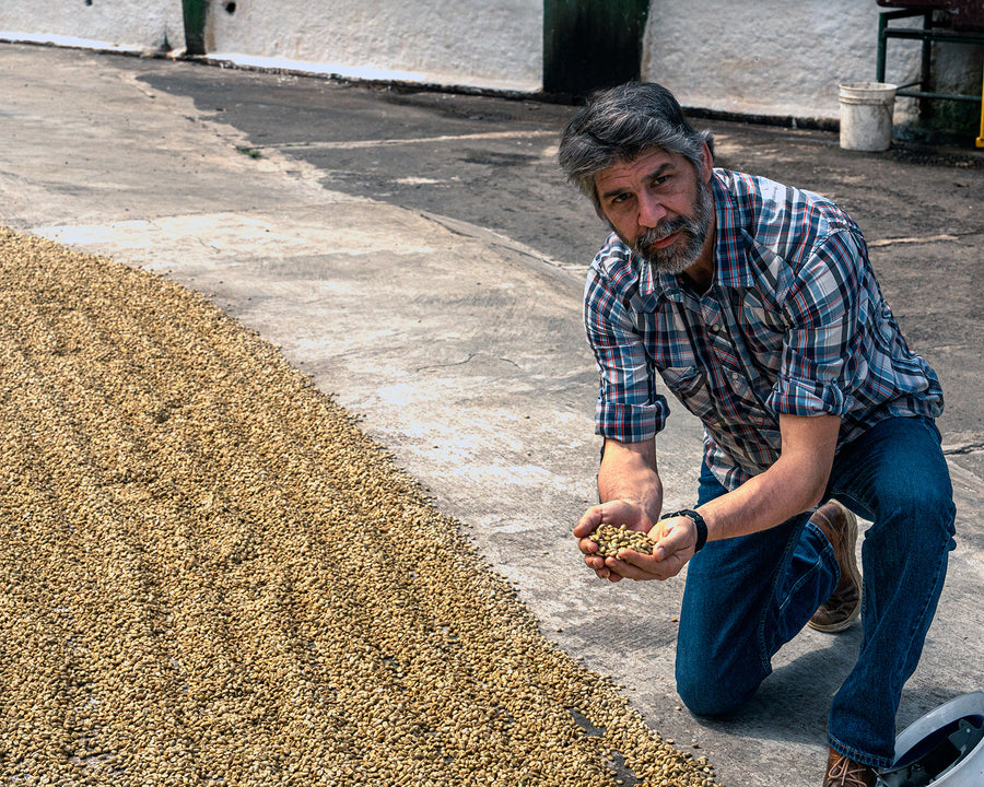 Man inspecting roasted coffee beans outdoors