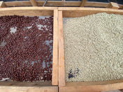 Two wooden trays with coffee beans, one dark brown and one light green, on a wooden surface.