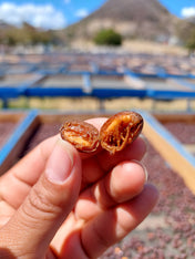 Hand holding two dried fruits with a blurred outdoor background showing carbonic maceration process