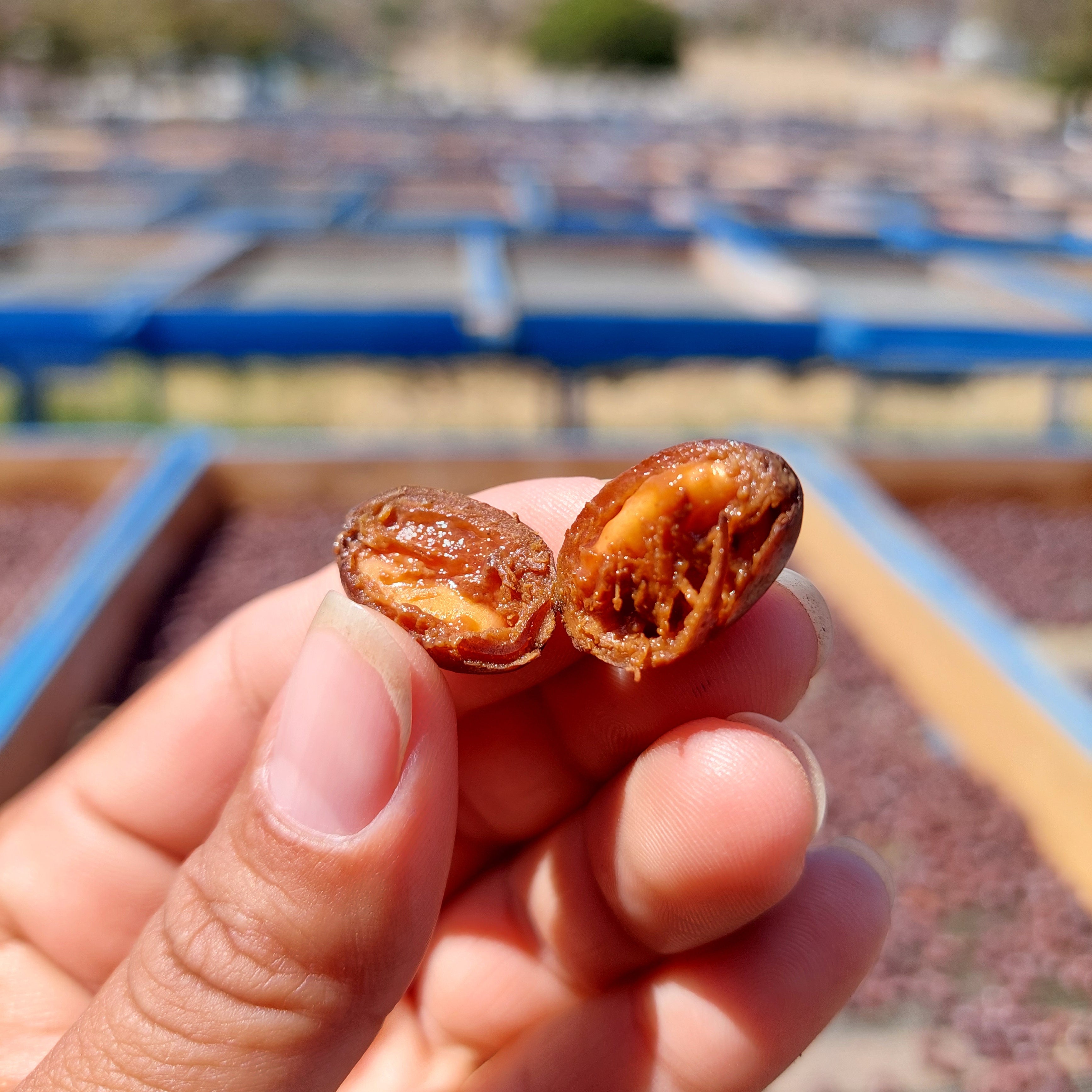 Hand holding two dried fruits with a blurred outdoor background showing carbonic maceration process