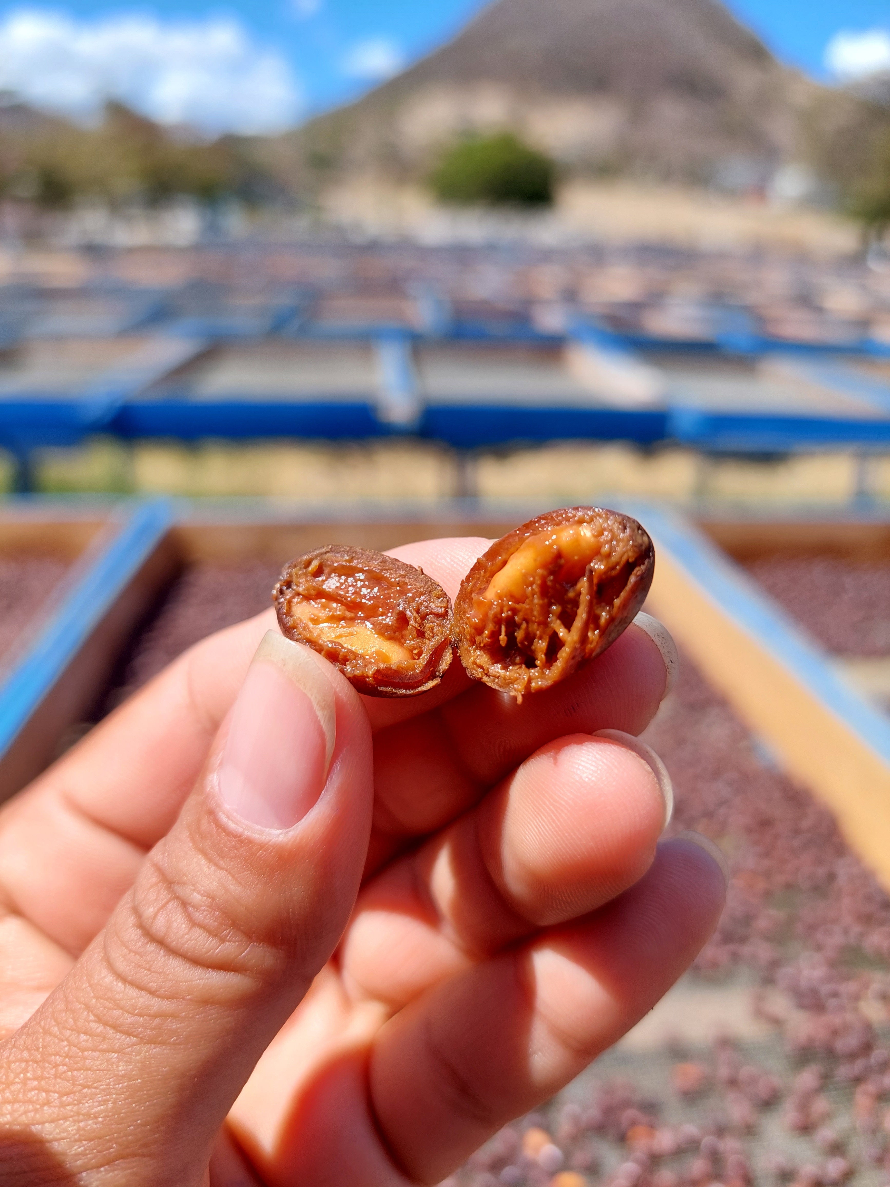 Hand holding two dried fruits with a blurred outdoor background showing carbonic maceration process