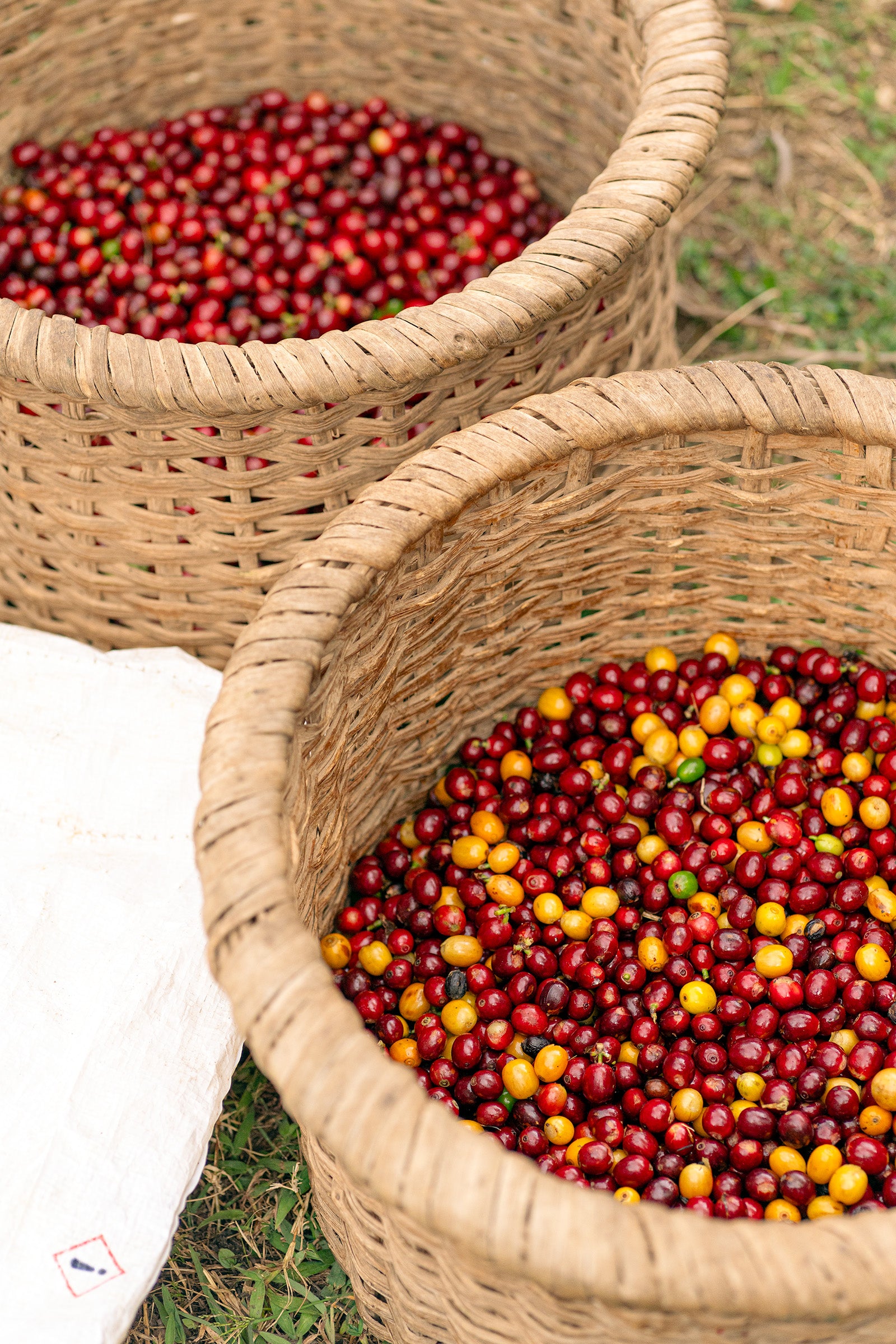 image of a basket of coffee cherries