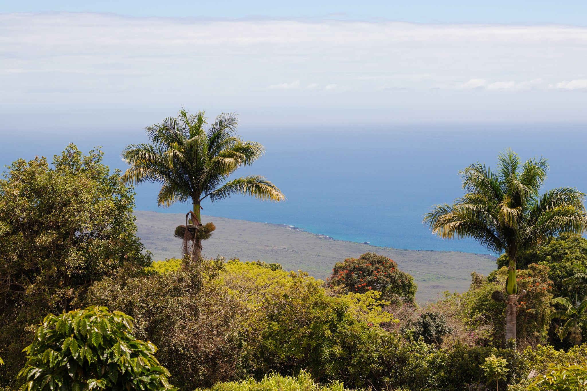 honolulu farm overlooking ocean