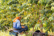 farmer picking coffee cherries