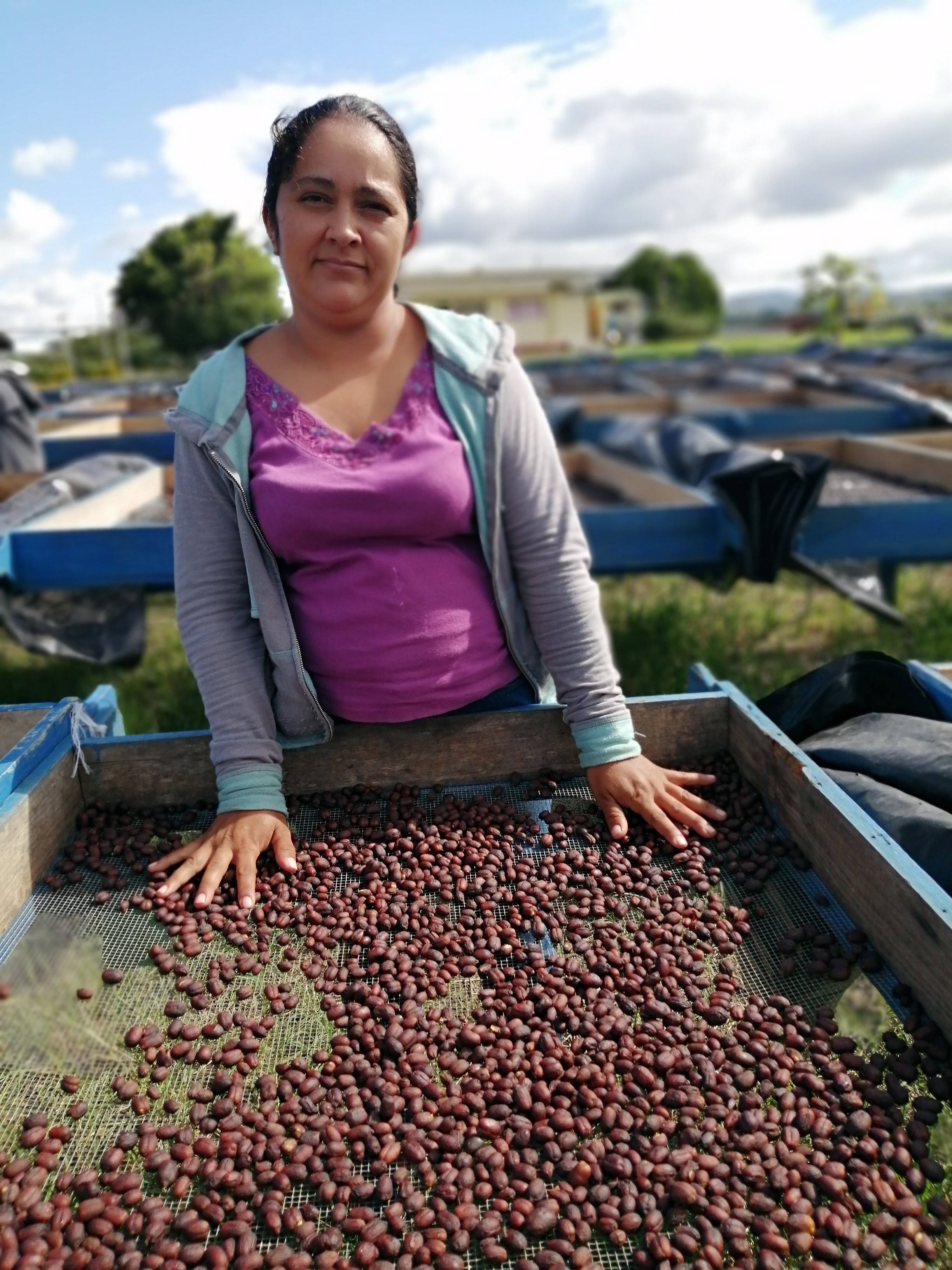 Woman sorting coffee beans in an outdoor setting