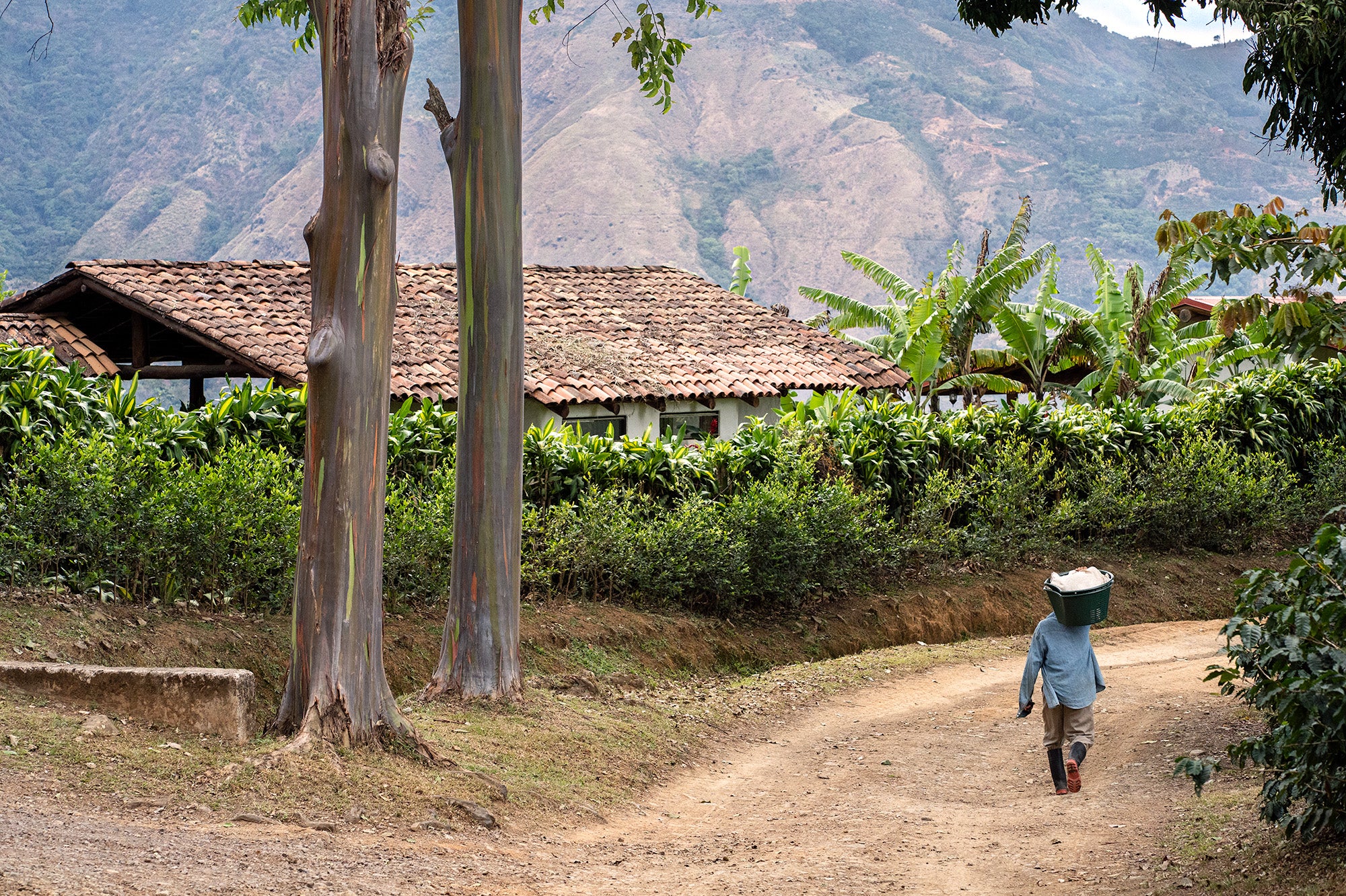 Person walking along a dirt path with greenery and mountains in the background