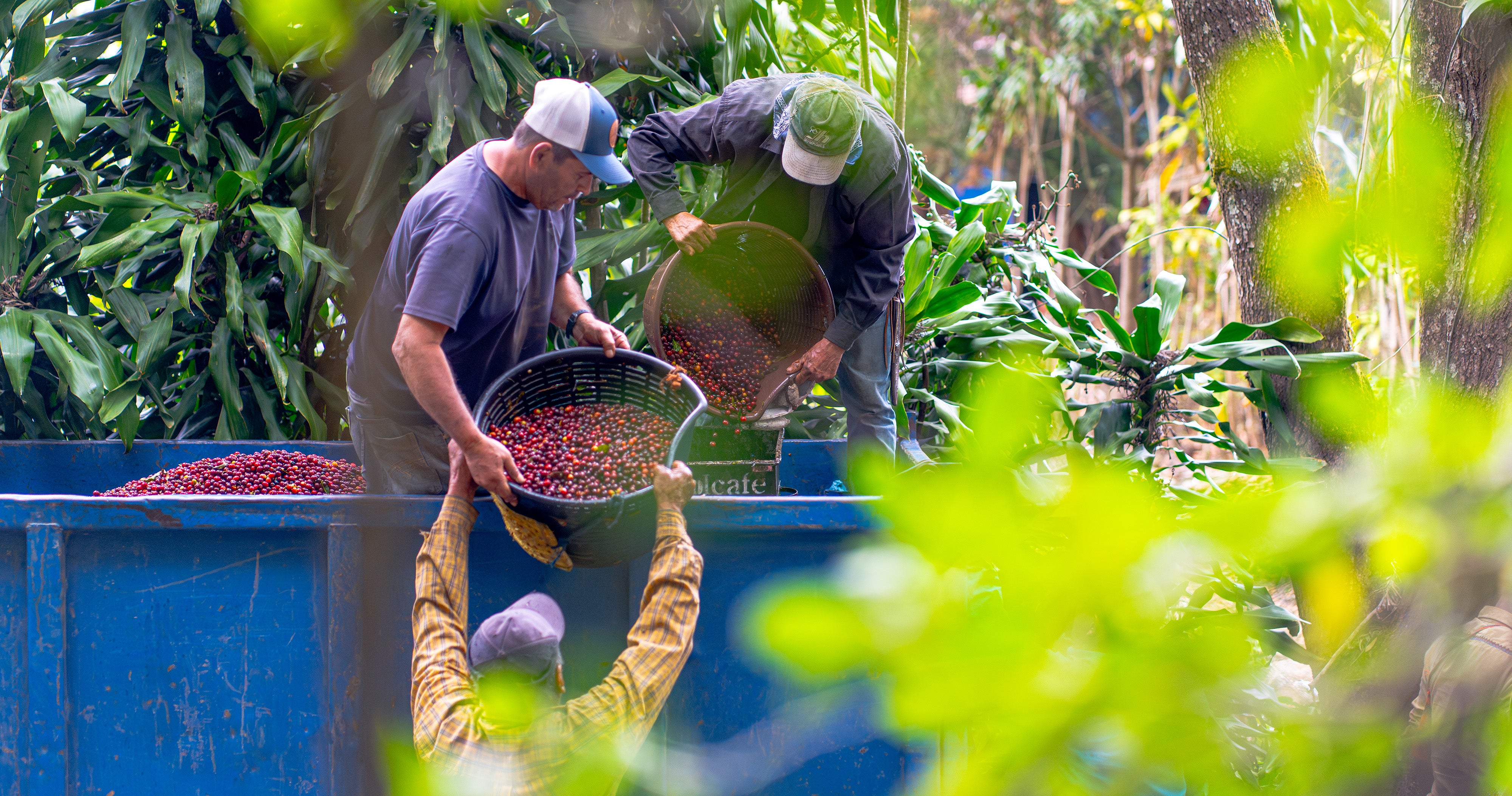 Costa Rica Las Cabras | Single Origin Coffee – Dancing Goats® Coffee