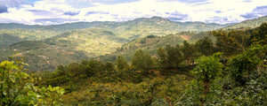 Panoramic view of a lush green landscape with rolling hills and trees under a cloudy sky.