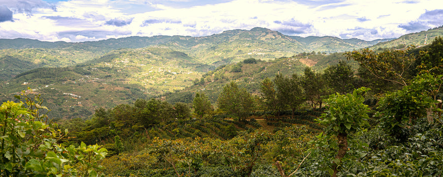 Panoramic view of a lush green landscape with rolling hills and trees under a cloudy sky.