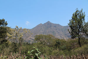 Fair-Trade Organic, with flavors of milk chocolate, caramel, and hazelnut can be tasted in this fully washed coffee, with twists of orange zest. The result is medium bodied, balanced and sweet. This lot comes from an area that is volcanically active, with constant eruptions from nearby “Volcan de Fuego” dispersing nutrients and ash to the young and productive soils. This coffee supports disadvantaged coffee producing communities as they develop sustainable businesses.  Roasted to order.