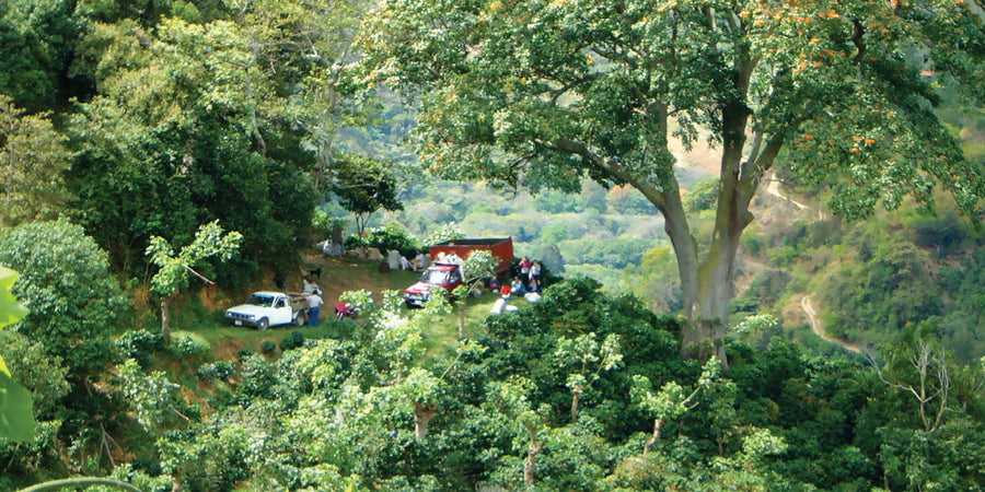 Costa Rica La Minita Tarrazu