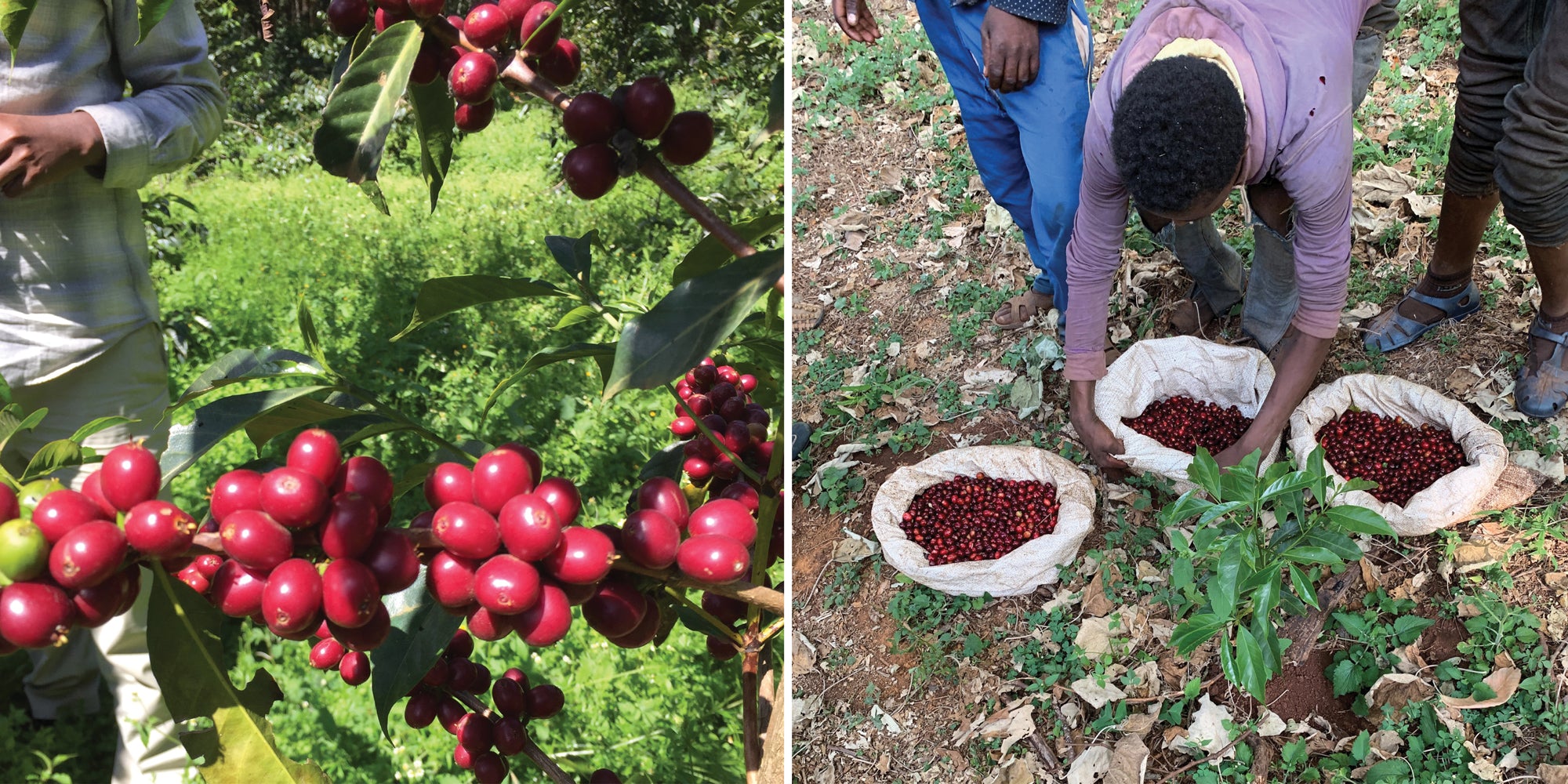 Ethiopia Sidamo Guji | Naturally Processed Single Origin – Dancing