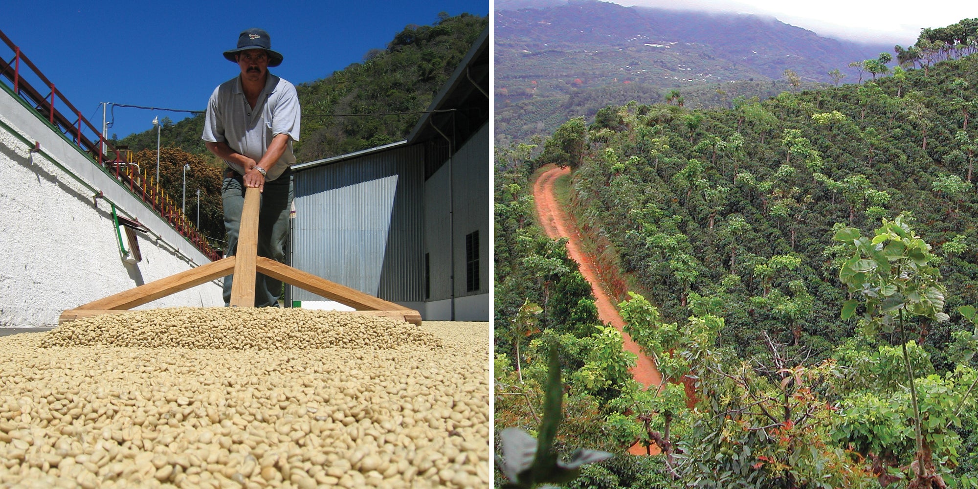 image of coffee farmer moving dried coffee cherries