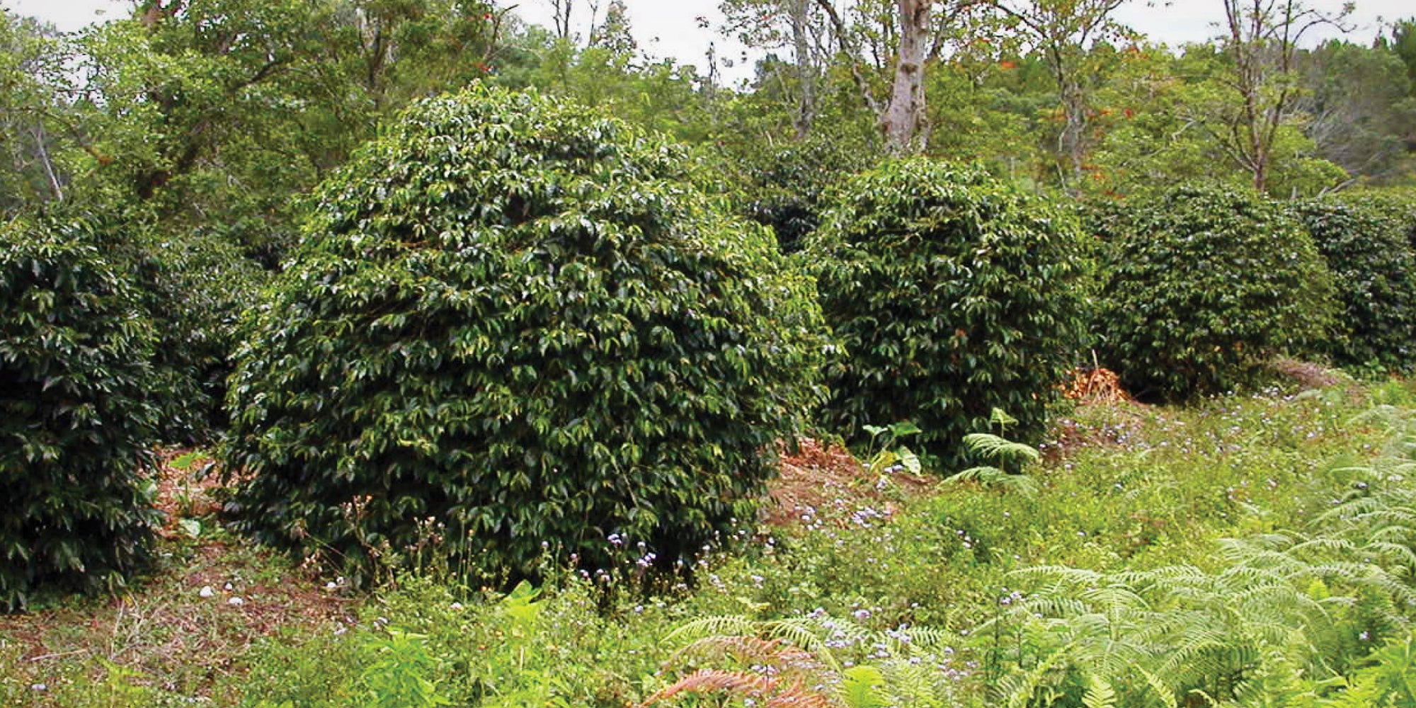 image of coffee cherry plants